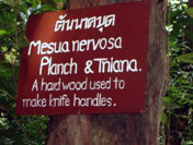 Nature Trail